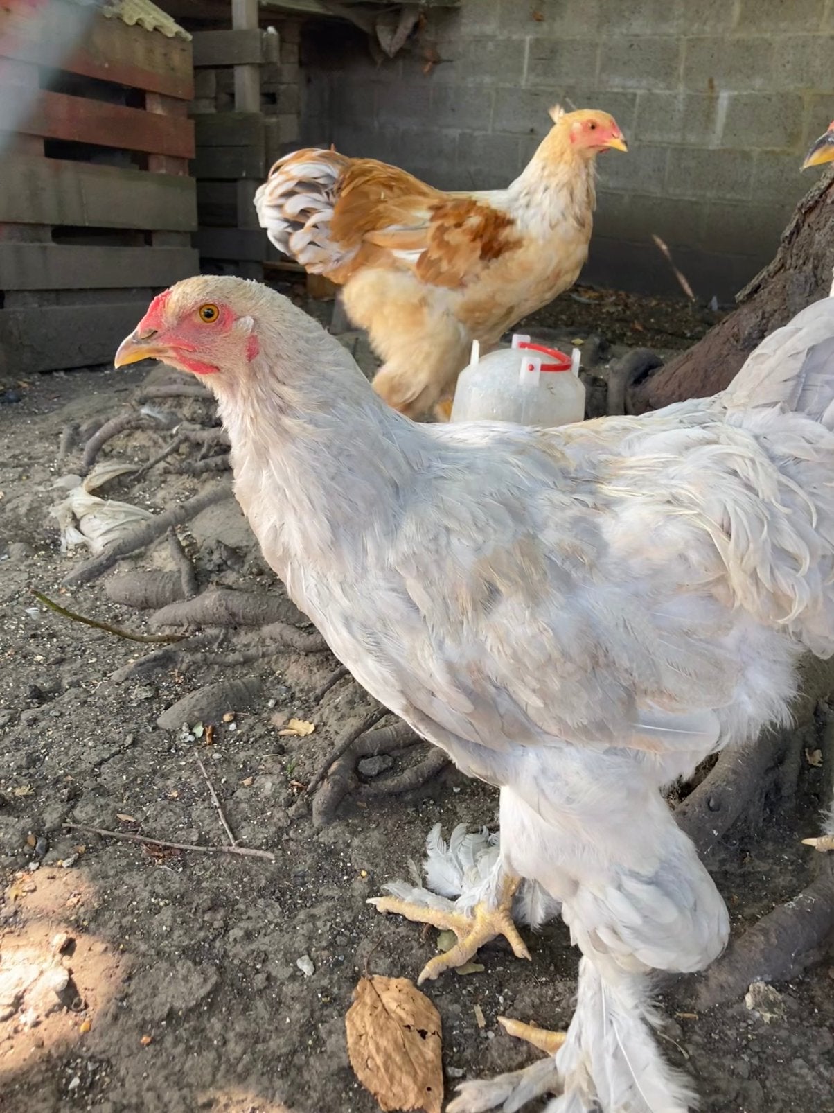 2 brahma hanen, Mannelijk, Kip