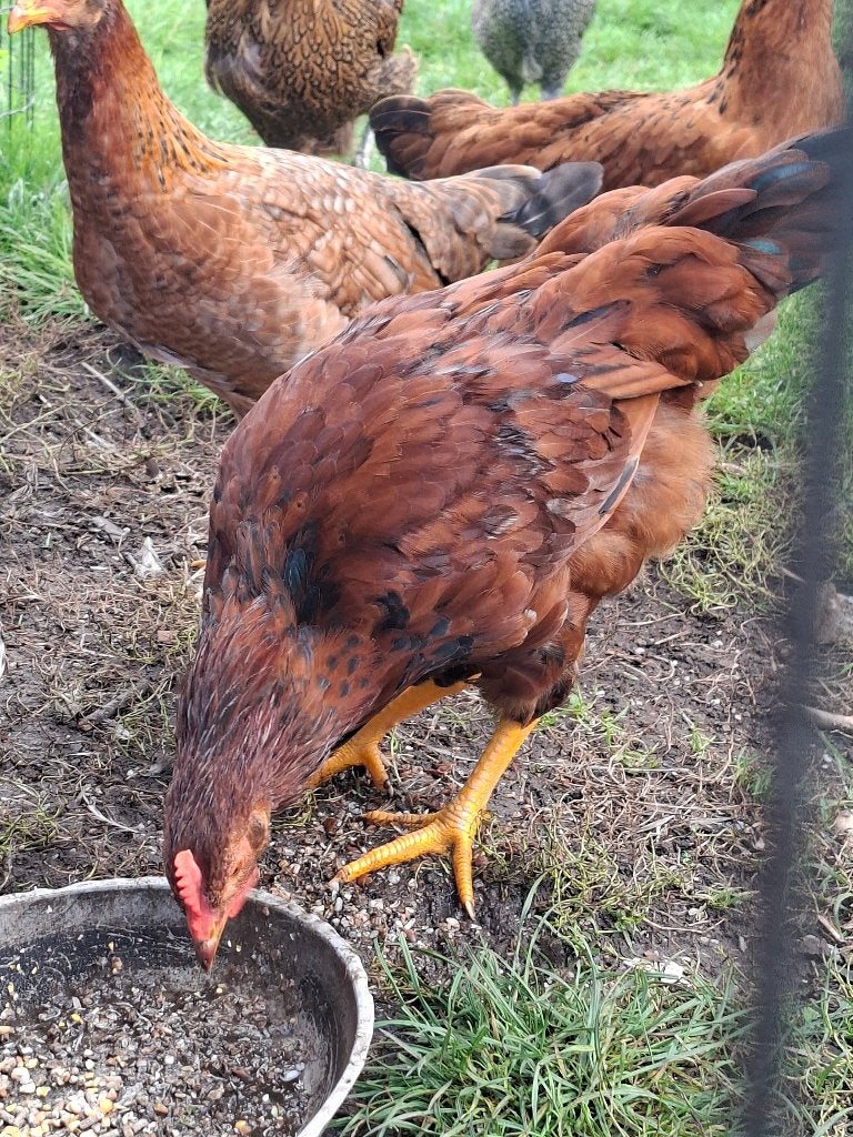 Haantjes gratis, Dieren en Toebehoren, Mannelijk