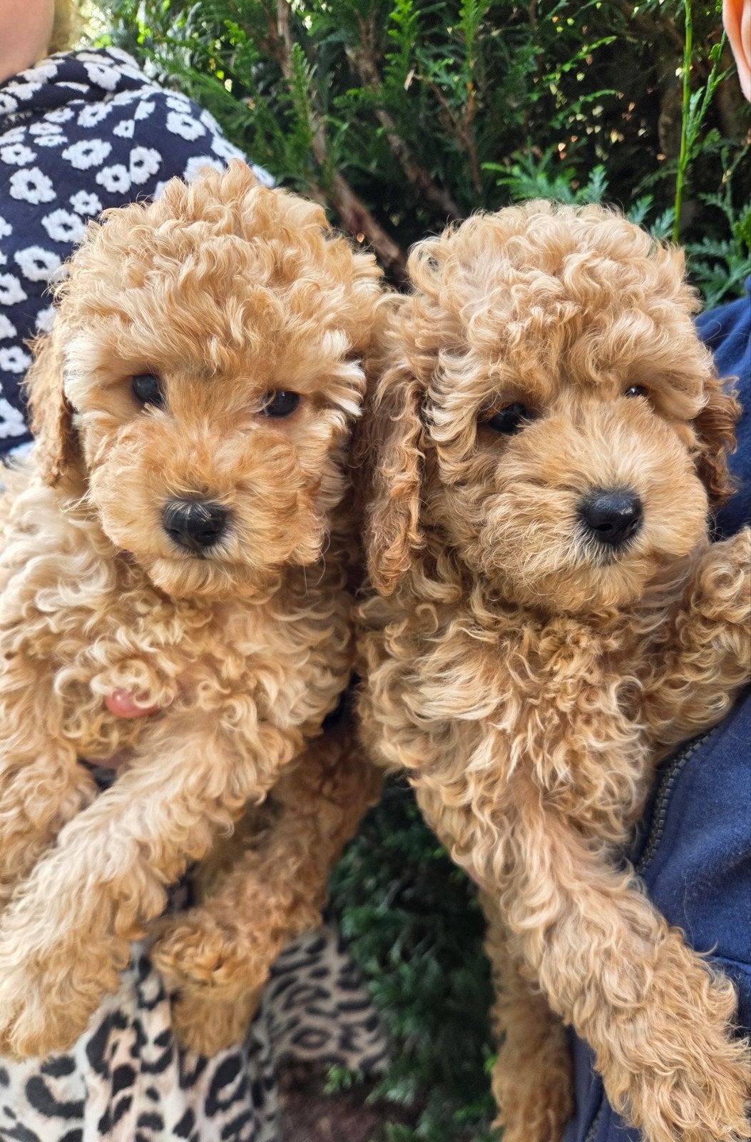 Prachtige dwergpoedelpuppy's, Poedel, België, Fokker | Hobbymatig, Meerdere