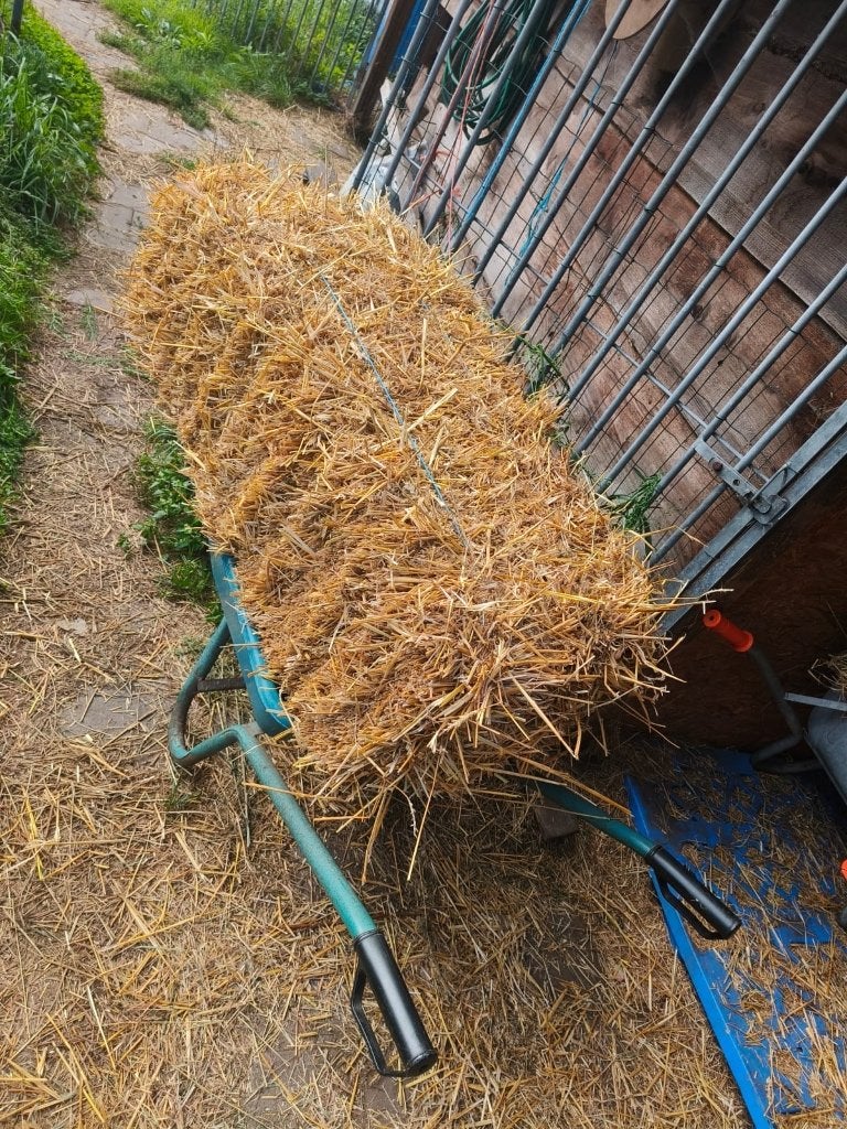 Stro, Dieren en Toebehoren, Ophalen