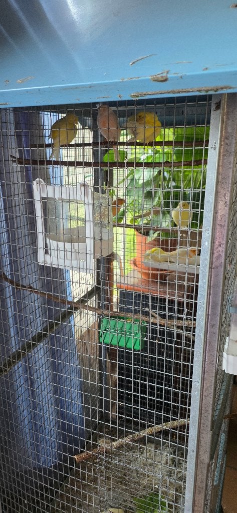 Vogelkooi +8 kanaries, Animaux & Accessoires, Enlèvement ou Envoi, Utilisé, Métal, Cage à oiseaux