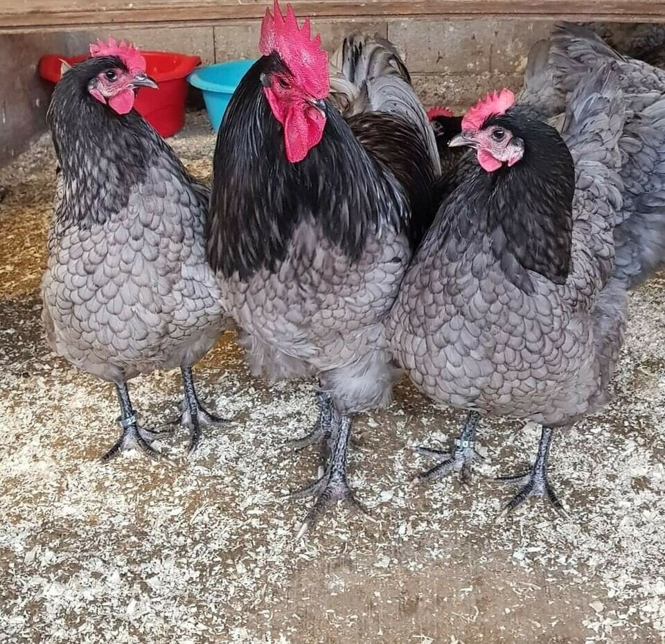 Blauwe australorp kippen, Dieren en Toebehoren, Pluimvee