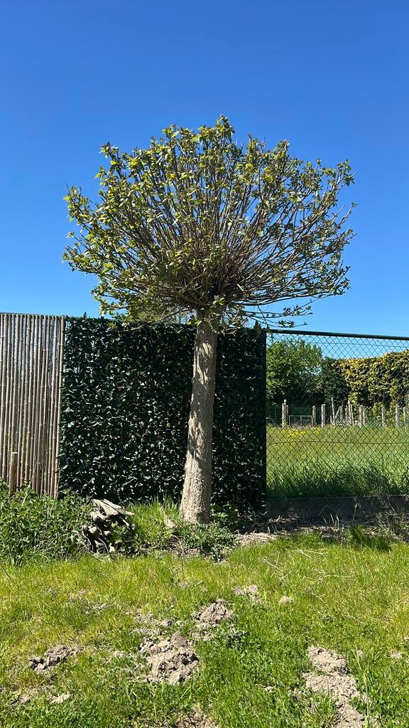 Catalpa, Ophalen, Lente, Bolboom