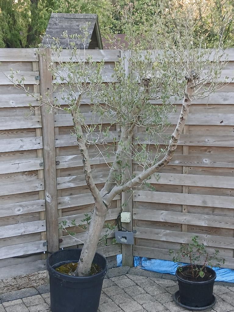olivier (pon pon), En pot, 100 à 250 cm, Plein soleil, Printemps