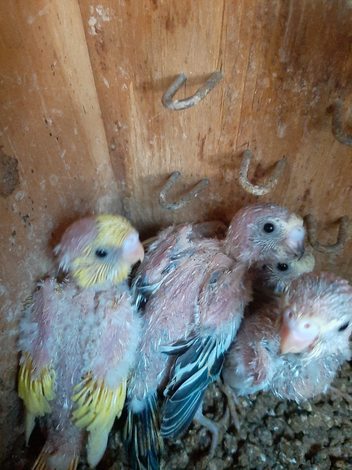 grasparkiet, Dieren en Toebehoren