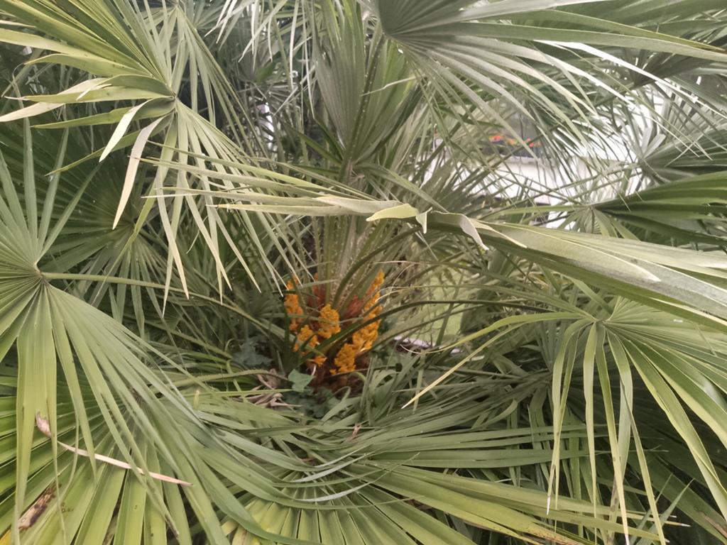 Te koop 6koppige palm bloeit ieder jaar breedte 2.6mhoogte 2, Ophalen