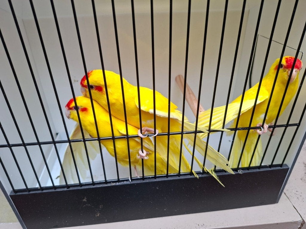 kakarikis uit 2 nesten, Animaux & Accessoires, Oiseaux | Perruches & Perroquets, Plusieurs animaux, Perruche