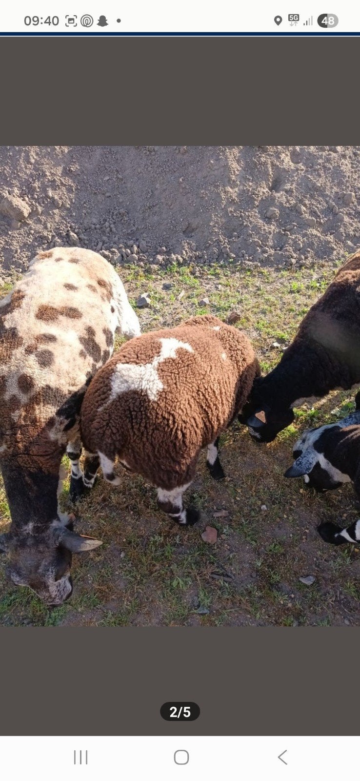 Rammetjes, Mannelijk, Schaap