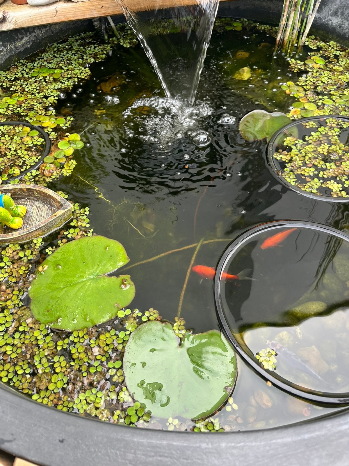 Te grote waterlelie, Tuin en Terras, Ophalen, Zo goed als nieuw