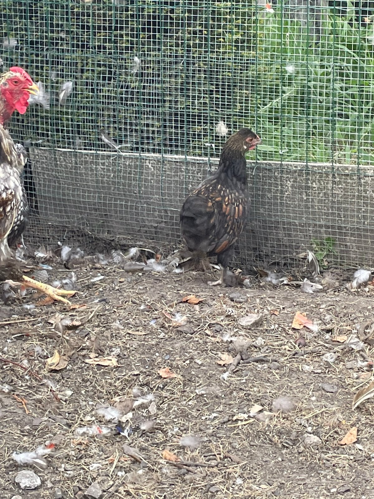 Wyandotte/zijdehoen, Plusieurs animaux, Poule ou poulet