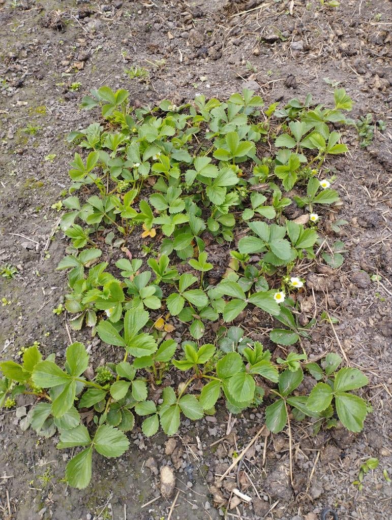 Aardbeiplanten voor volle grond of pot, Tuin en Terras, Planten | Tuinplanten, Ophalen