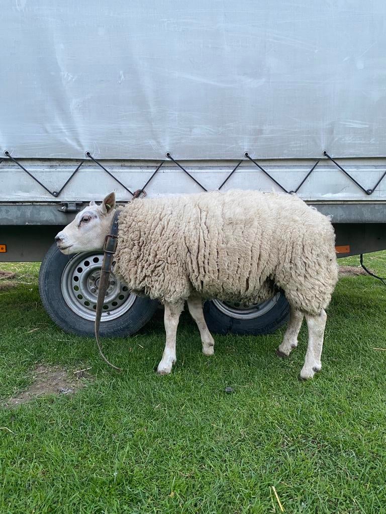 Ram, texel, texelaar, mouton, Mannelijk, Schaap, 0 tot 2 jaar