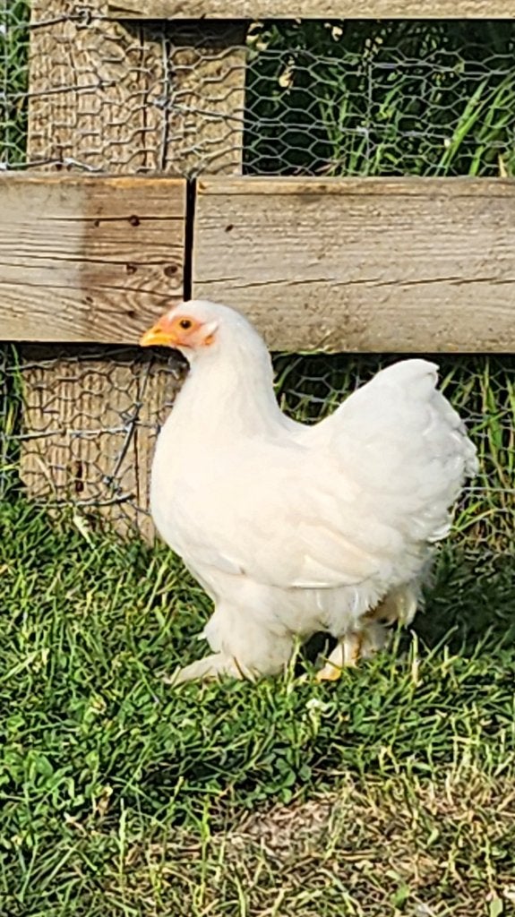 Cochin hen wit 4 maand, Dieren en Toebehoren, Pluimvee, Vrouwelijk, Kip