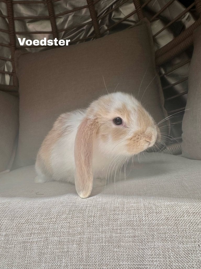 Nederlandse hangoor, Dieren en Toebehoren, Konijnen, Vrouwelijk, Hangoor