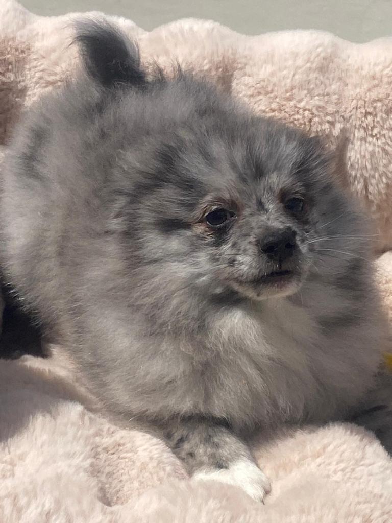 Kleinkees / duitse spitz, Dieren en Toebehoren, Honden | Poolhonden, Keeshonden en Oertypen, Meerdere dieren, Keeshond, Fokker | Professioneel