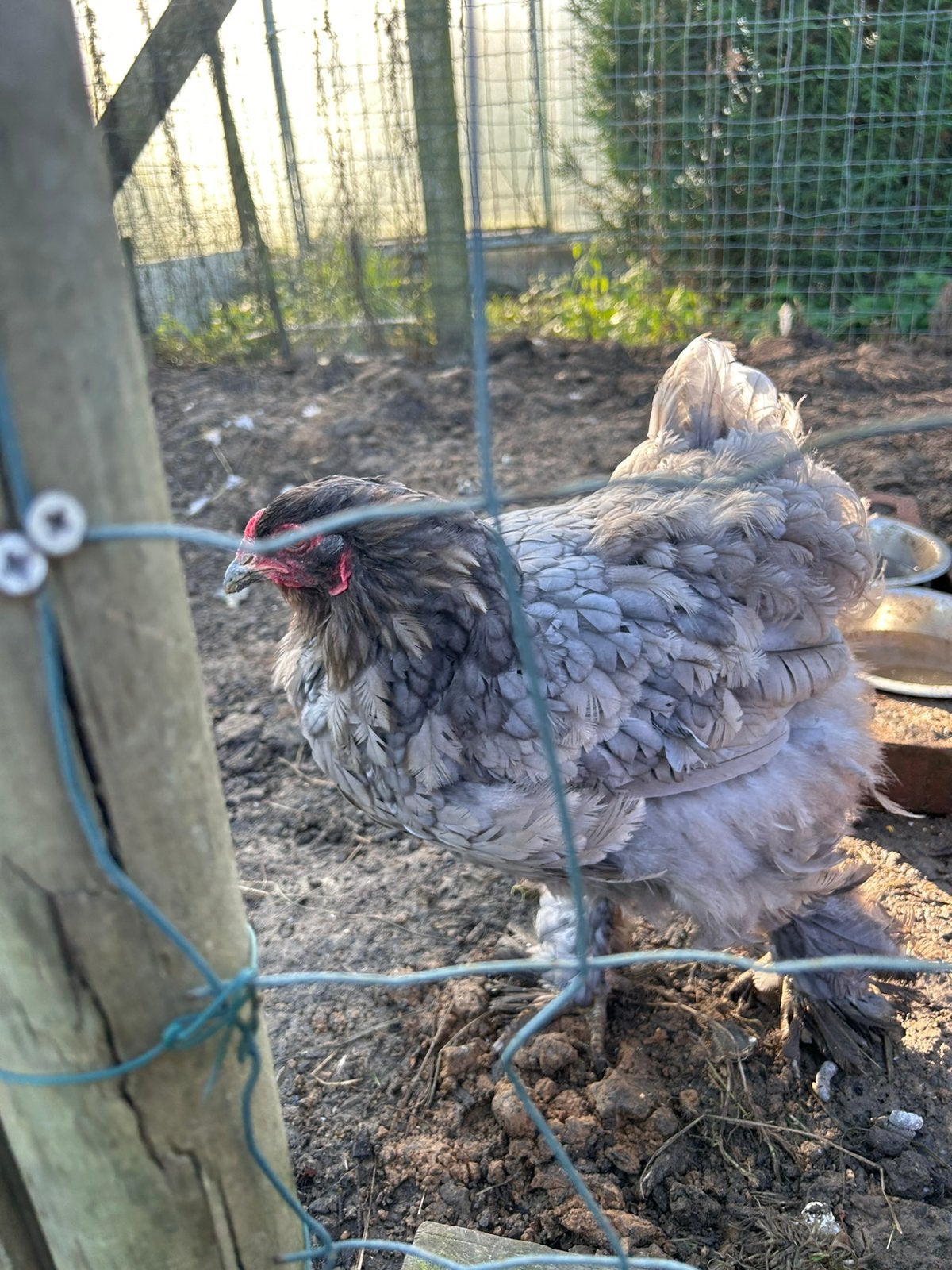 Brahma hen, Meerdere dieren, Kip