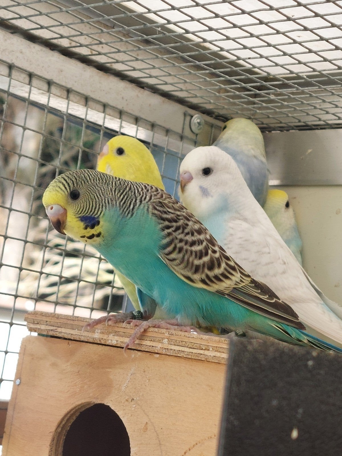 jonge grasparkieten van uit buitenvoliere, Dieren en Toebehoren