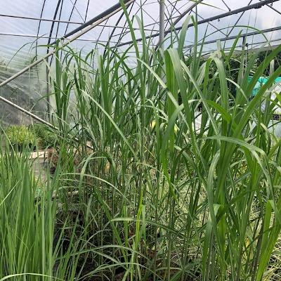 Olifanten gras, olifantsgras, wortelstok, rizoom, Plante fixe, Graminées ornementales