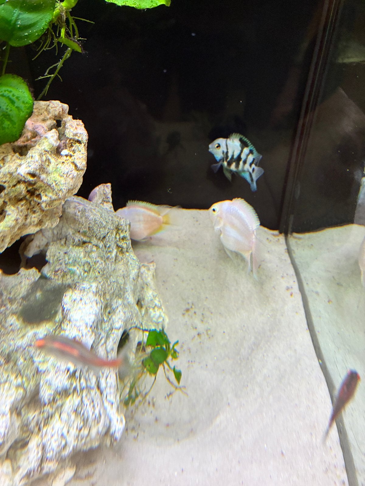 Papegaai cichliden 4 stuks koppels met babys, Dieren en Toebehoren, Vissen | Aquariumvissen, Vis