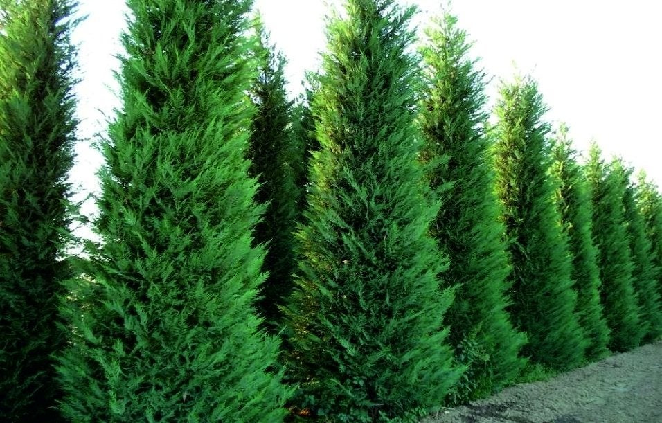 Cupressocyparis Leylandii 200/+ met kluit, Ophalen, Conifeer, Haag, 100 tot 250 cm