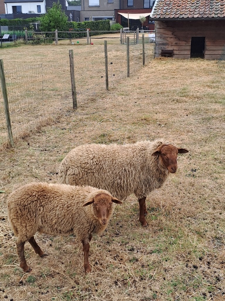 Ardense voskop schapen, Animaux & Accessoires, Moutons, Chèvres & Cochons, Plusieurs animaux, Mouton, 0 à 2 ans