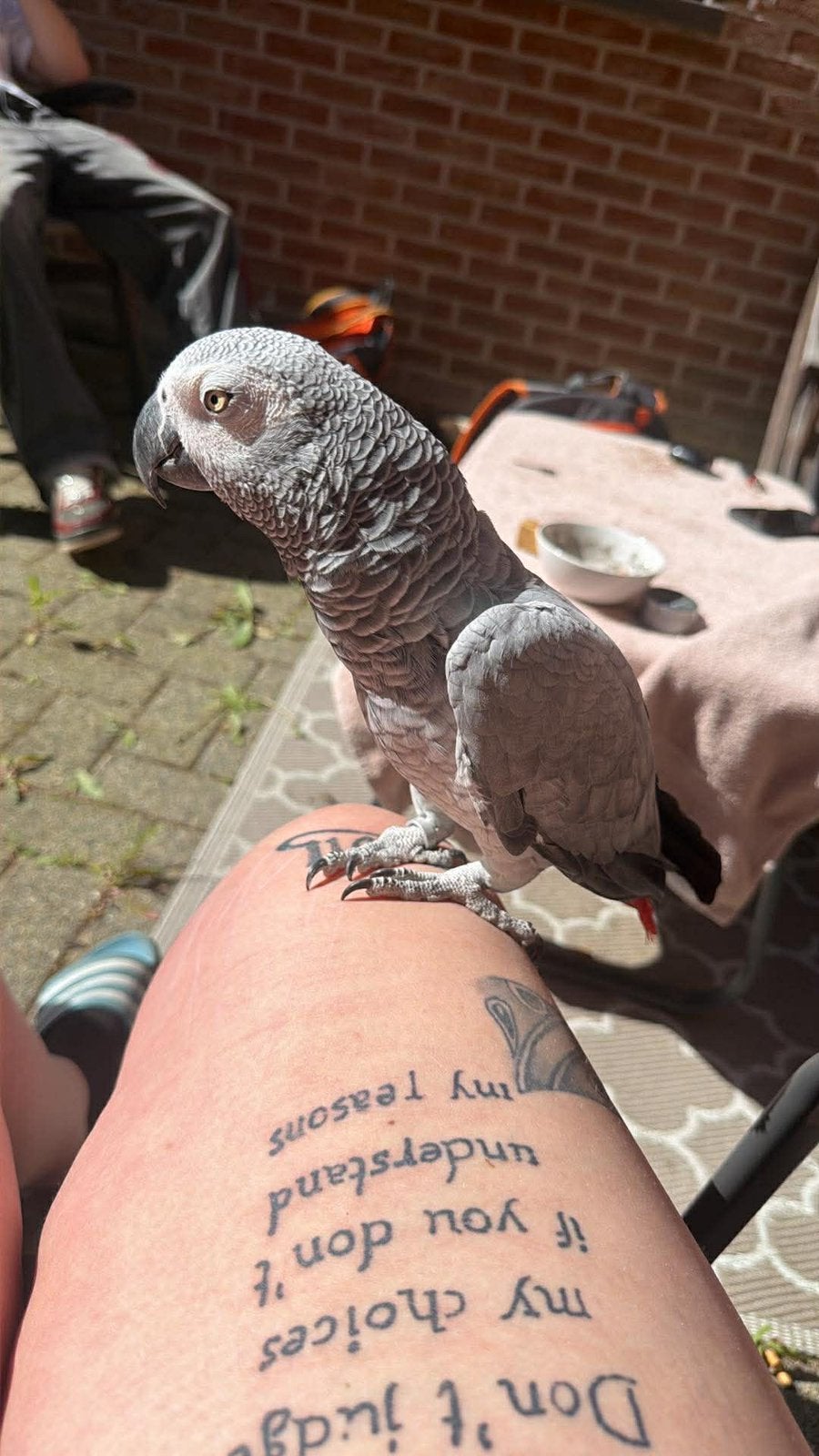 Bebe, Dieren en Toebehoren