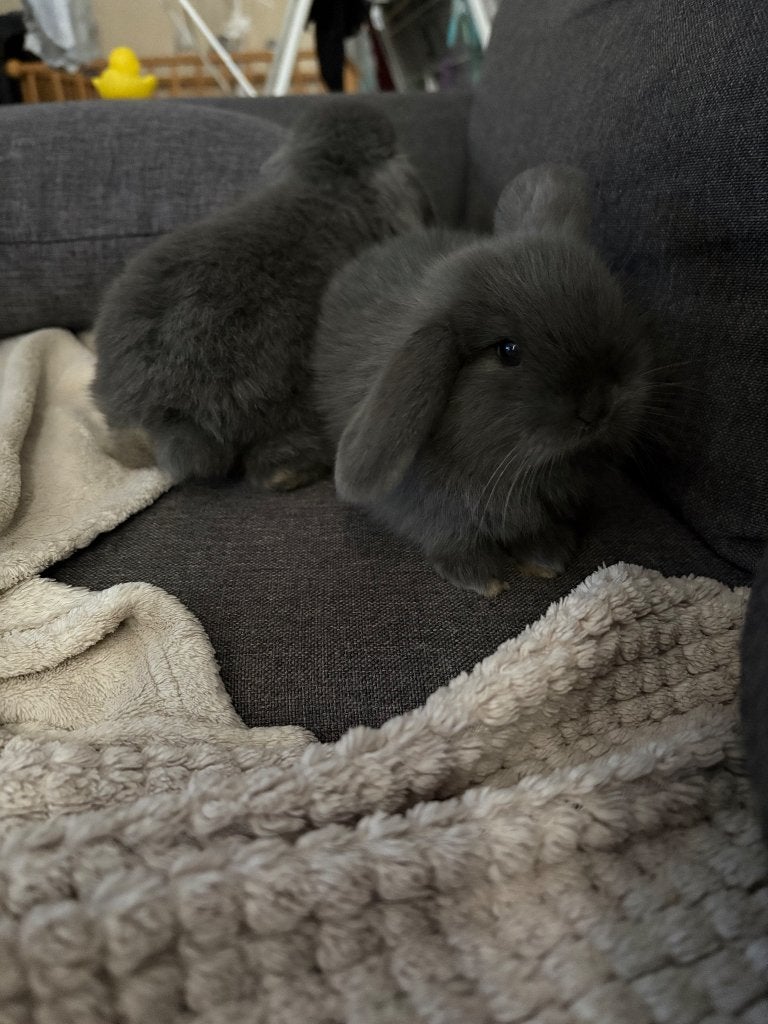 Konijn, Dieren en Toebehoren, Konijnen, Geslacht onbekend, Klein, Hangoor, 0 tot 2 jaar