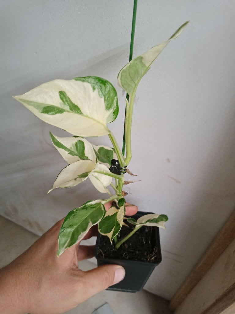 epipremnum N'joy., Ophalen, Overige soorten, Halfschaduw, In pot