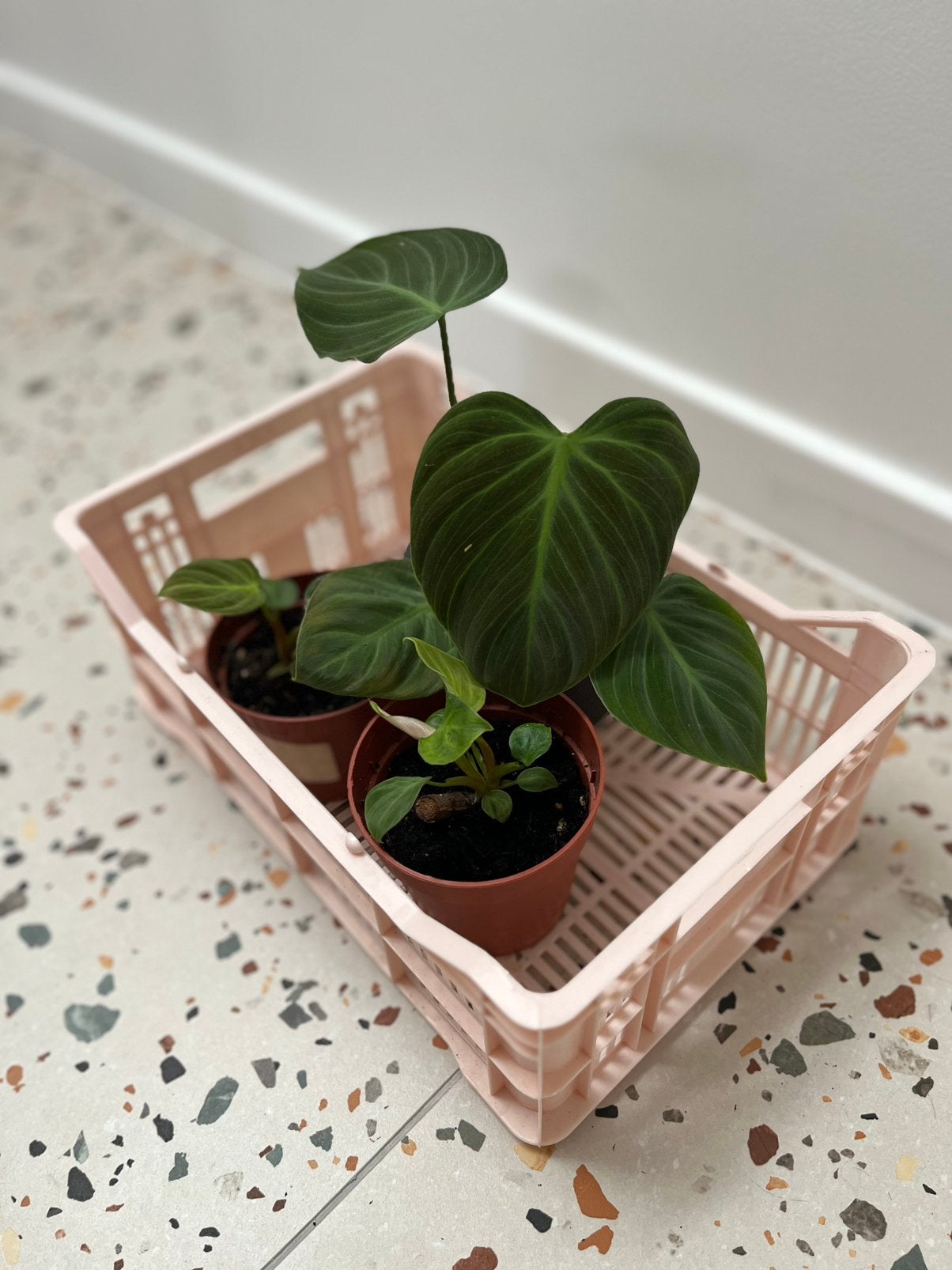 Philodendron el choco red, Maison & Meubles, Plantes d'intérieur, Autres espèces, En pot, Moins de 100 cm, Enlèvement