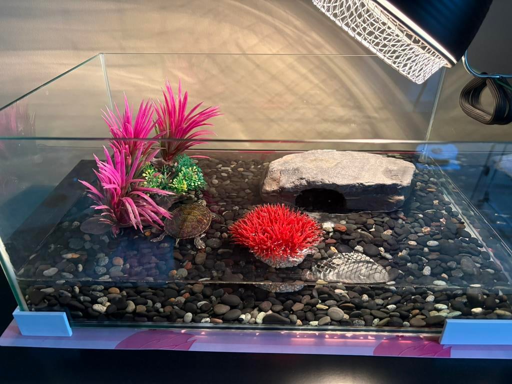 Waterschilpad, Dieren en Toebehoren, Vissen | Aquaria en Toebehoren, Ophalen, Zo goed als nieuw