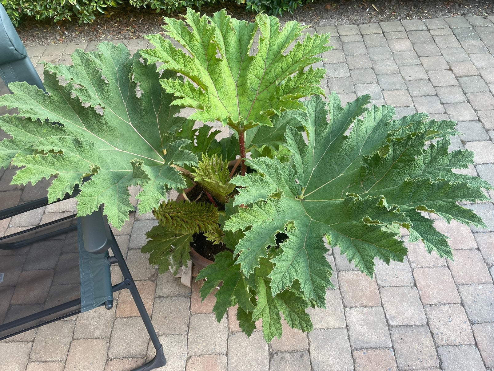 Mammoetblad gunnera, Ophalen