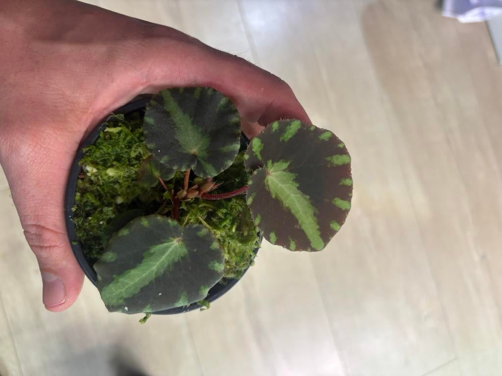 Terrarium planten (begonia cleopatrae), Dieren en Toebehoren, Ophalen of Verzenden, Nieuw, Tak, Plant, Rots of Steen