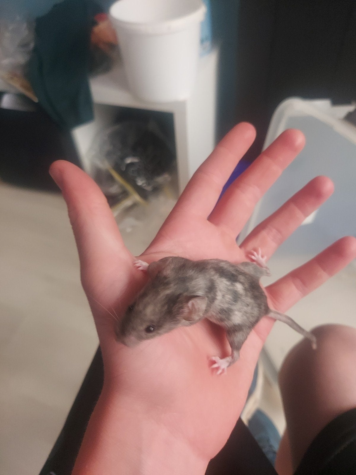 deux petit souris la cage sera propre la elle les pas encore, Juni, Muis