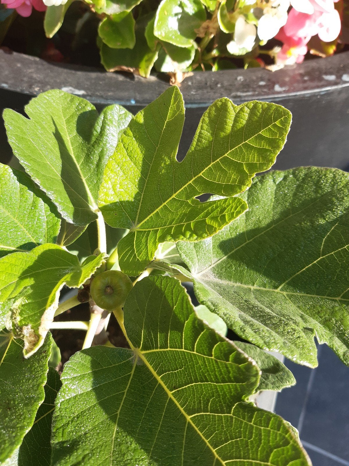 vijgenboompje., Tuin en Terras, Ophalen