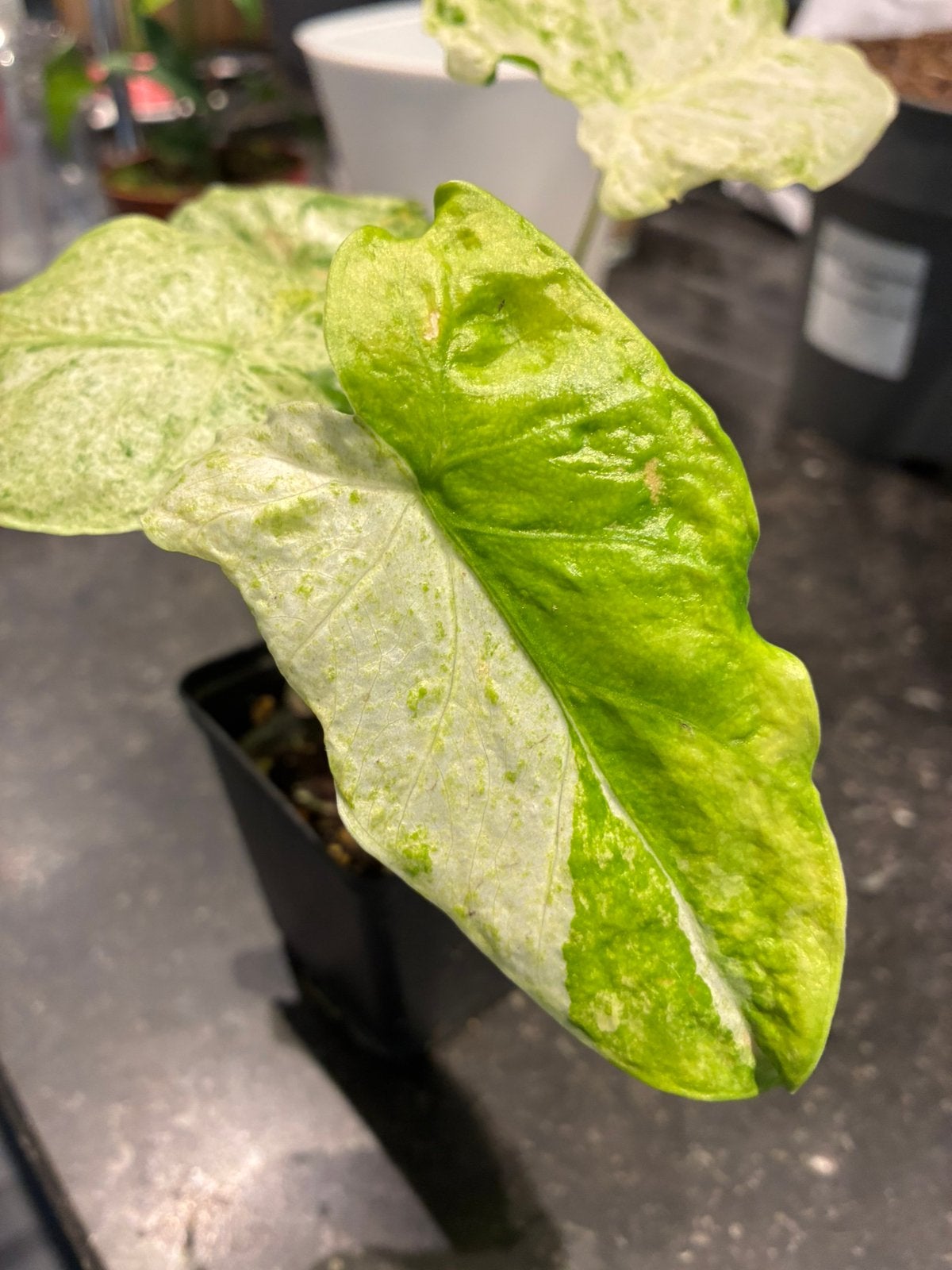 Alocasia Macrorrhiza Splash variegata, Huis en Inrichting, Overige soorten, In pot, Minder dan 100 cm, Groene kamerplant