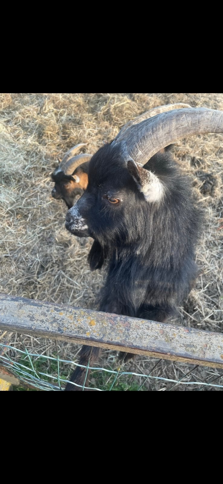 Zwart dwerg bokje zoekt nieuwe thuis, Dieren en Toebehoren, Schapen, Geiten en Varkens