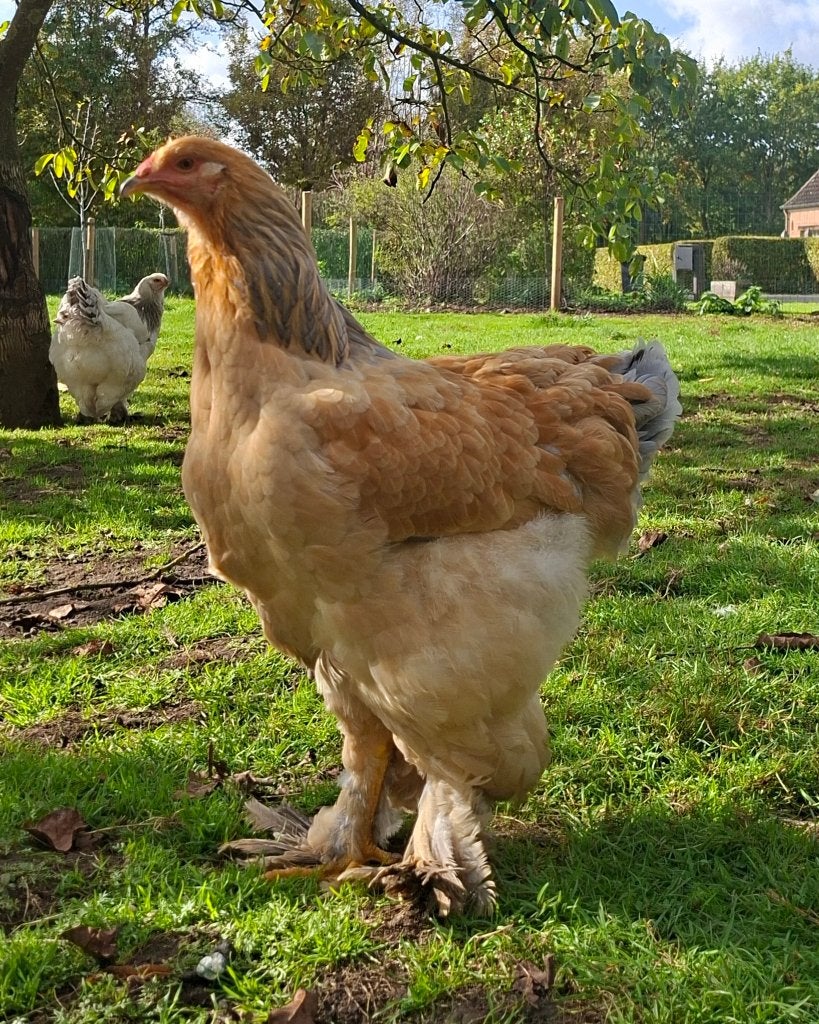 Brahma buff-blauw hennen & haan, Animaux & Accessoires, Plusieurs animaux, Poule ou poulet