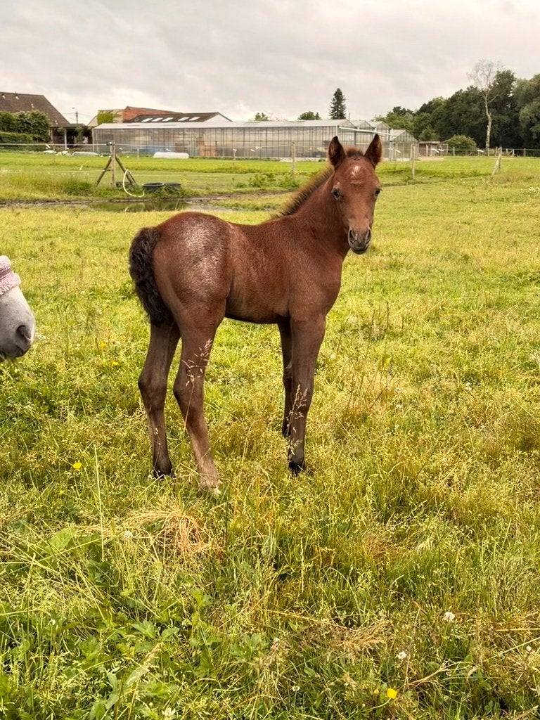 B-pony hengstenveulen, Springpaard, Minder dan 160 cm, Met stamboom, Niet van toepassing