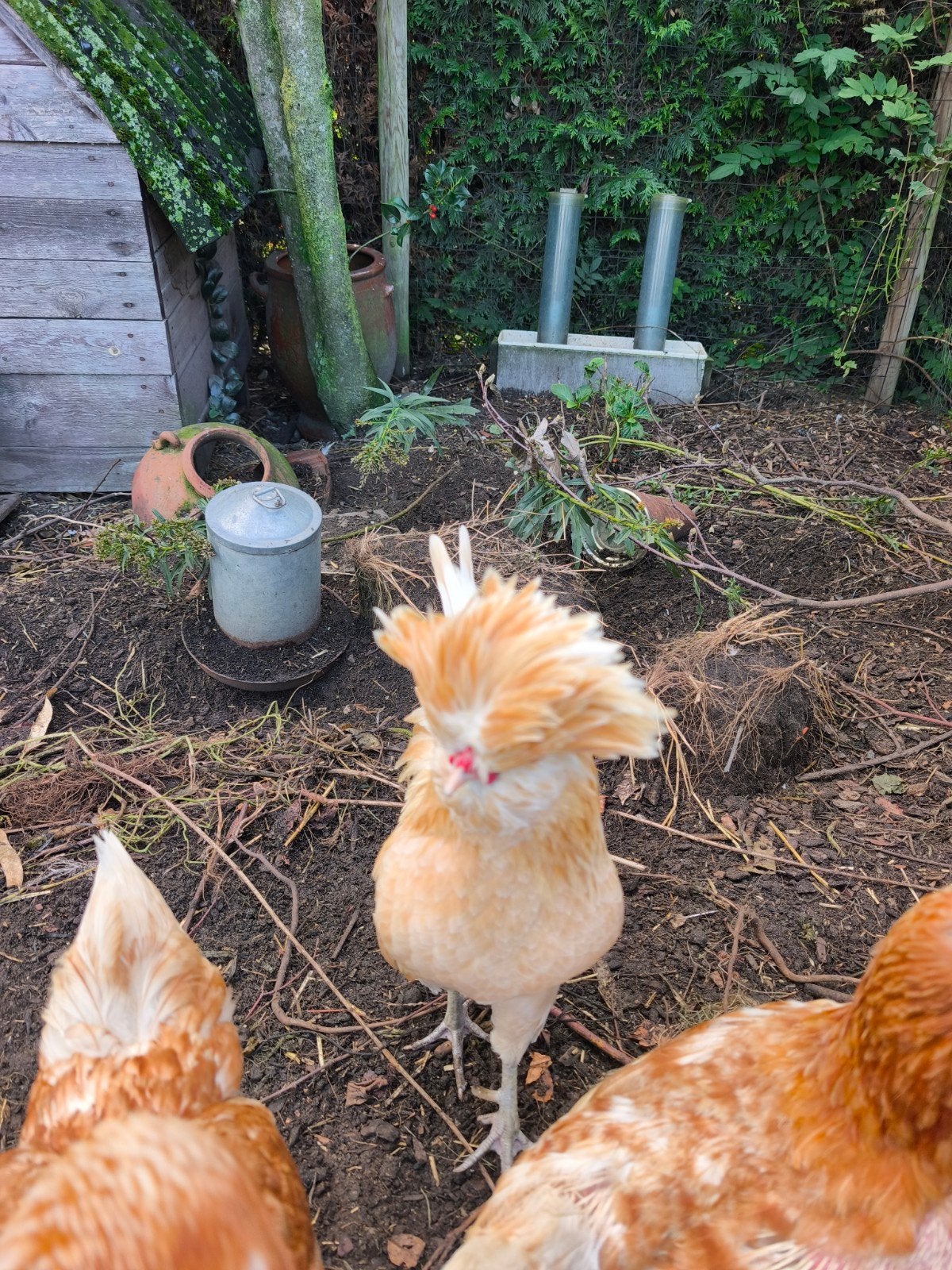haan, Dieren en Toebehoren