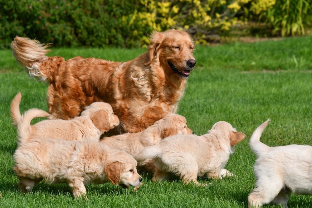 Chiots Golden Retriever à vendre - Les parents sont présents