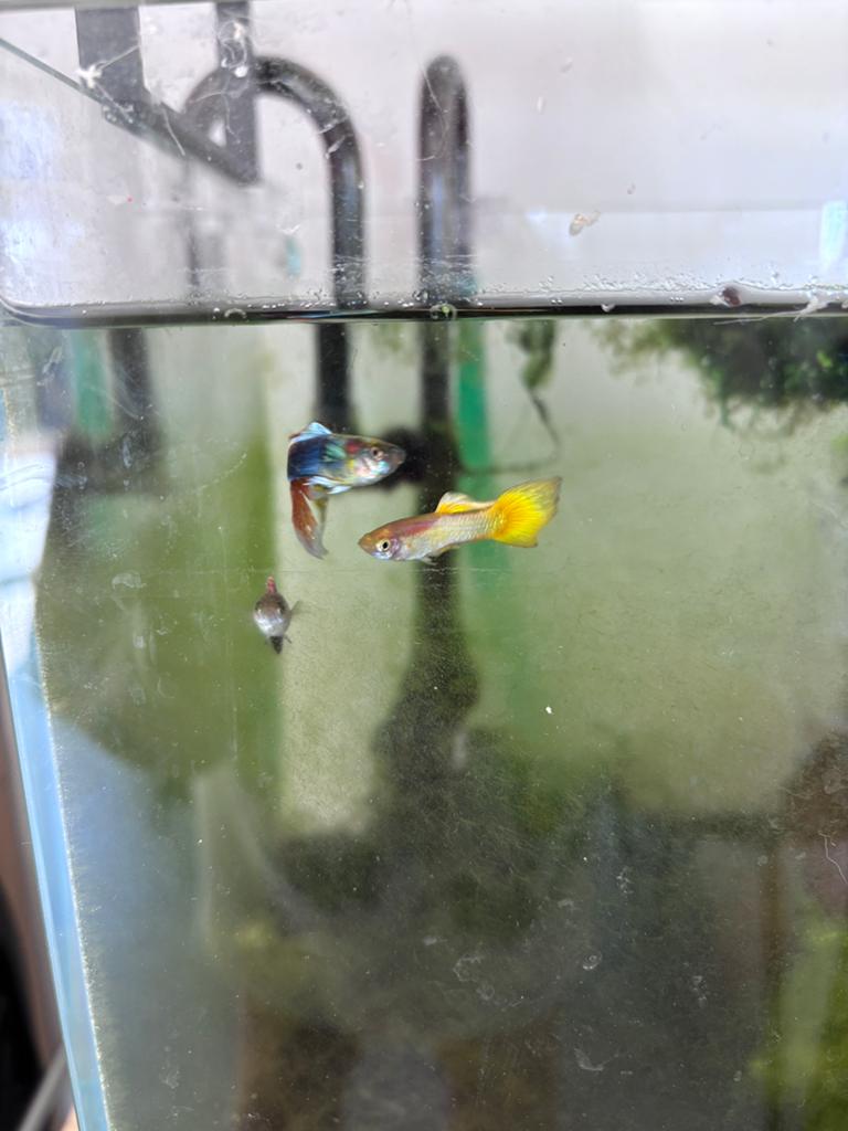 Guppys