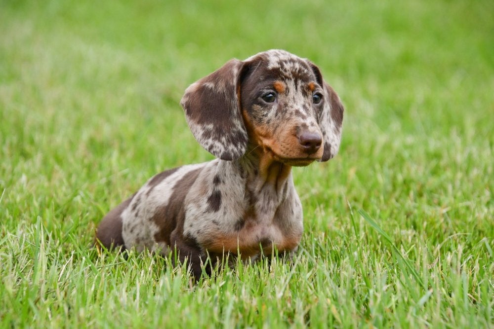 Dwergteckel pups te koop (korthaar), Dieren en Toebehoren, Honden | Teckels en Dashonden, 15 weken tot 1 jaar, Dwerg, Parvo, Meerdere
