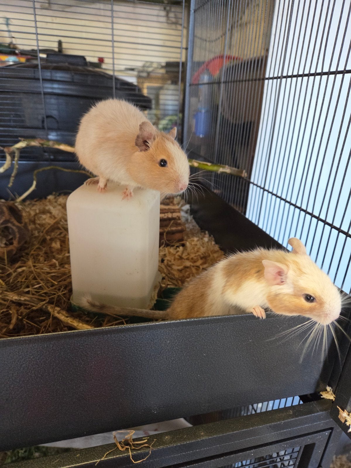 super leuke nieuwsgierige degoes, Dieren en Toebehoren, Januari, Meerdere dieren, Overige typen, Tam