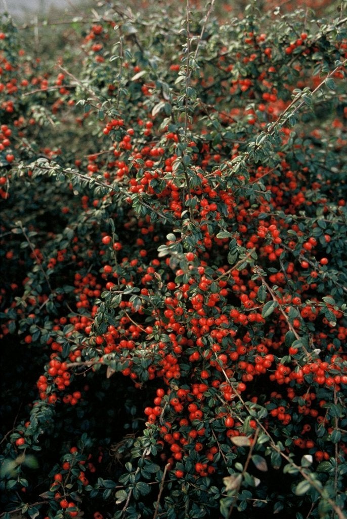Cotoneaster of dwergmispel, Tuin en Terras, Ophalen, Struik, Minder dan 100 cm
