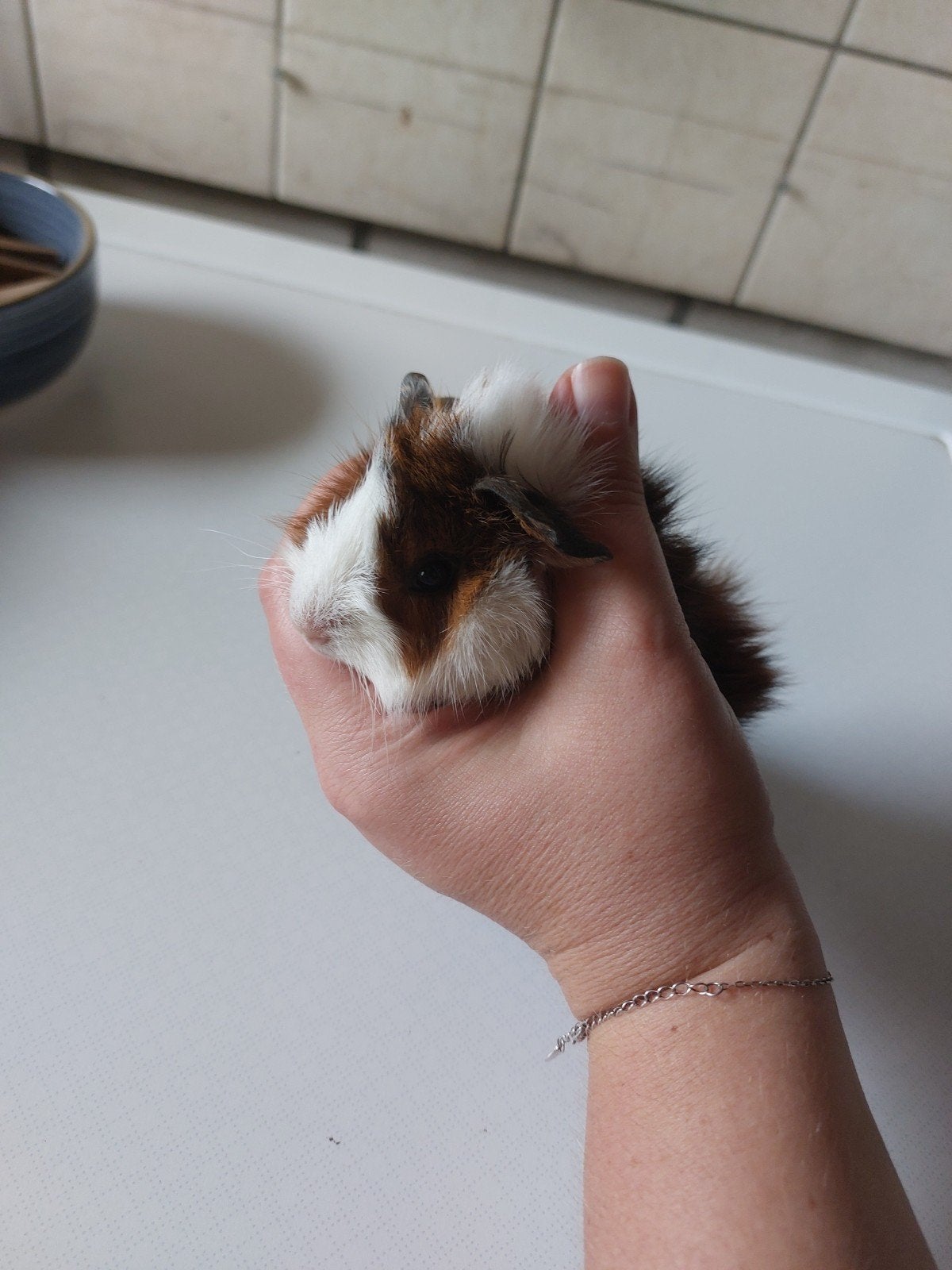 Mooie baby borstel cavia beertjes., Dieren en Toebehoren, Knaagdieren, Juni, Mannelijk, Cavia