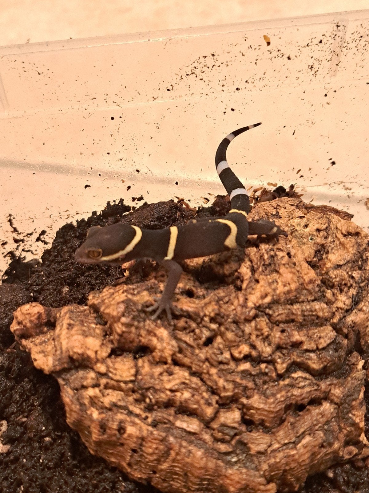 Jonge Goniurosaurus Hainanensis, Hagedis, 0 tot 2 jaar