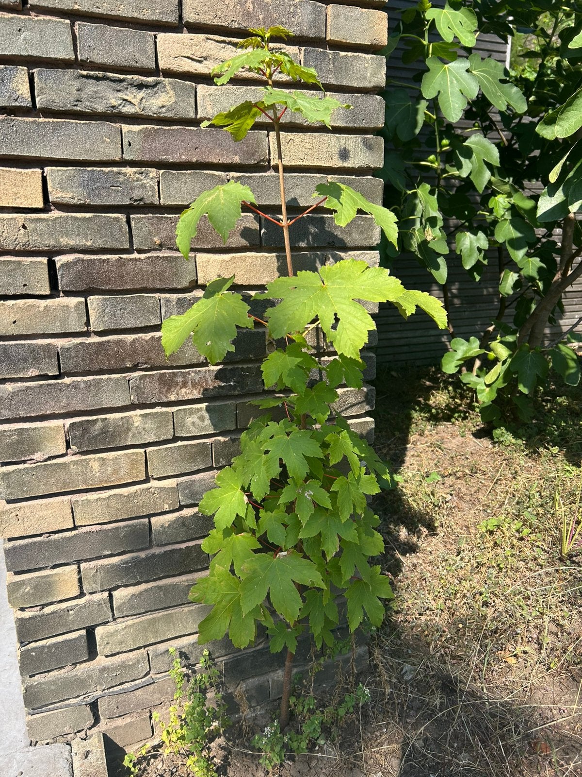 Esdoorn boompjes, Tuin en Terras, Ophalen