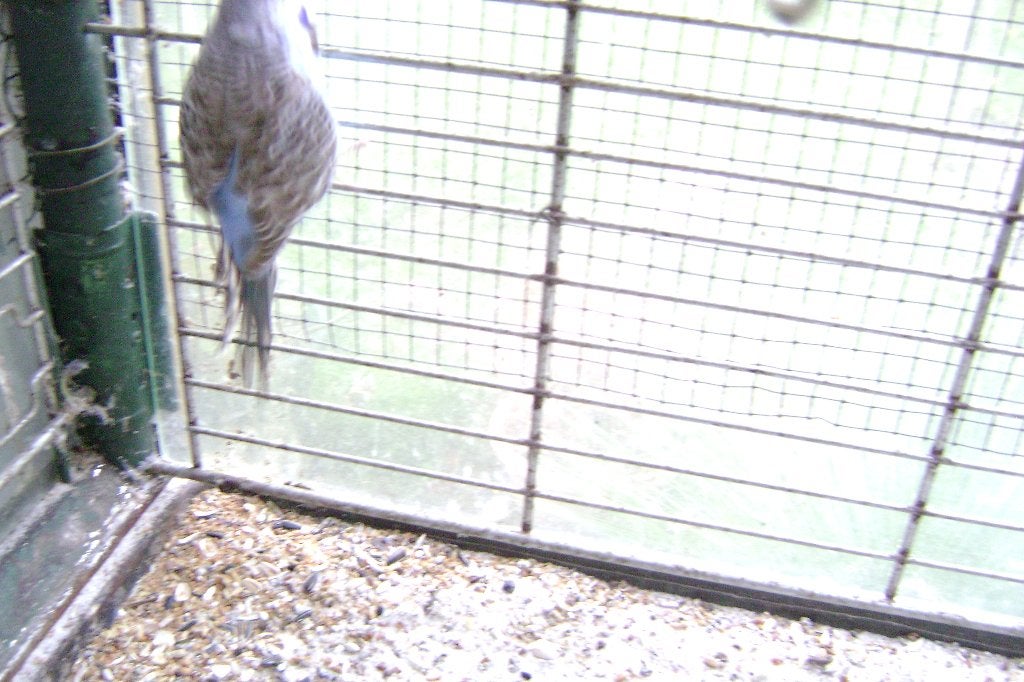 Engelseparkieten, Plusieurs animaux, Perruche
