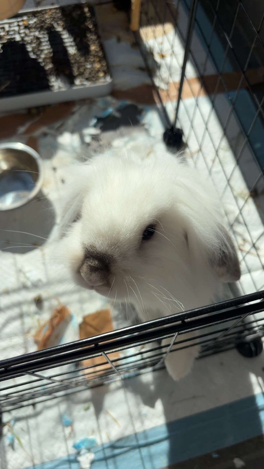 Lapin à donner, Dieren en Toebehoren