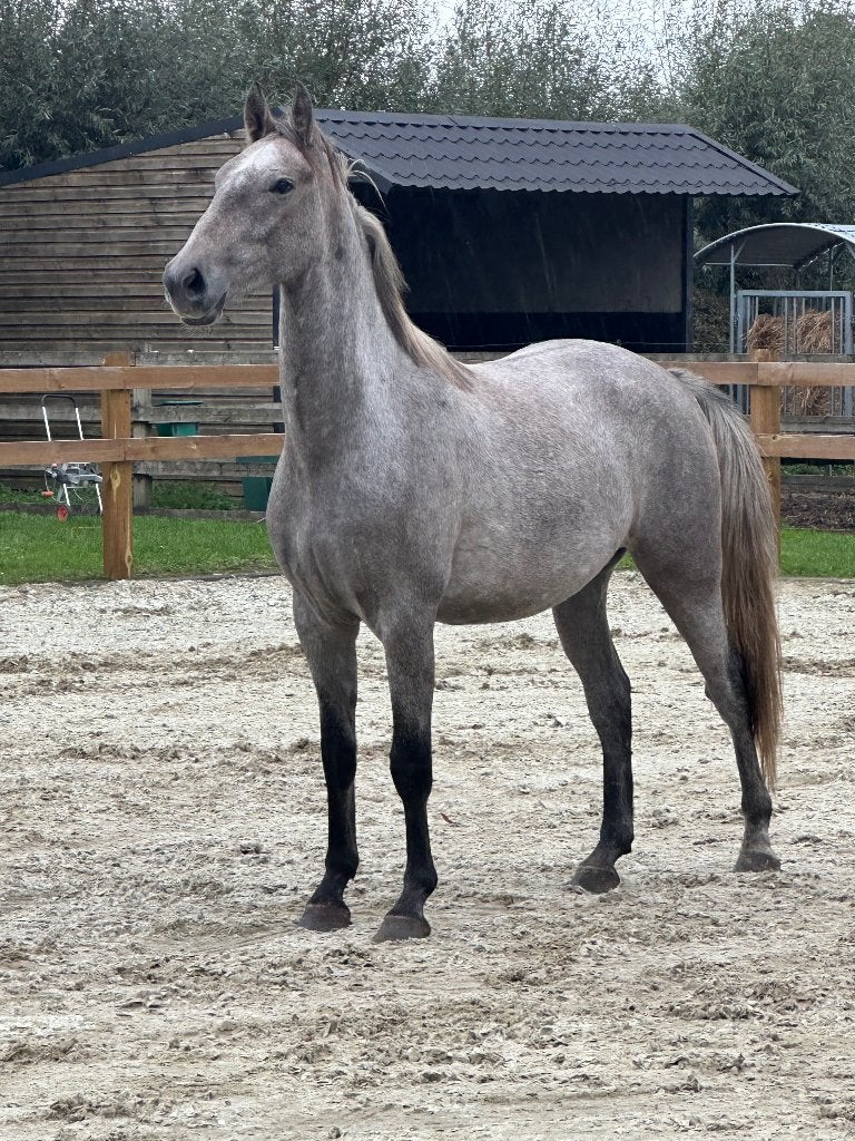 Lipizzaner ruin, Dieren en Toebehoren, Minder dan 160 cm, Met stamboom, Ruin, 0 tot 2 jaar